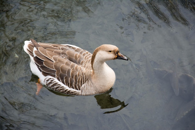 duck swimming in lake