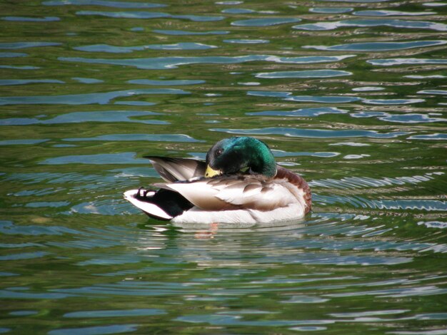 Duck swimming in lake