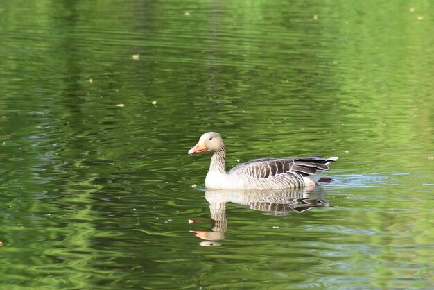 Photo duck swimming in lake