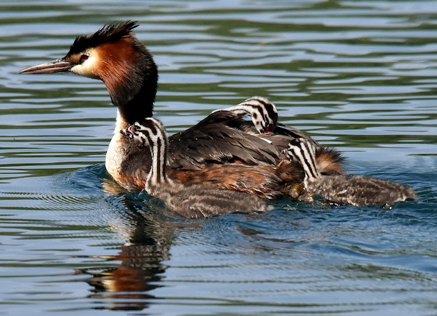 Photo duck swimming in lake