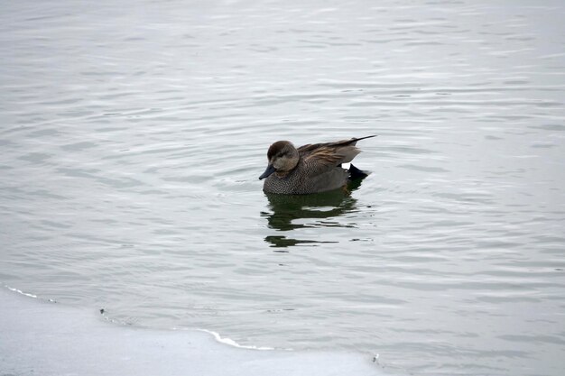 Photo duck swimming on lake
