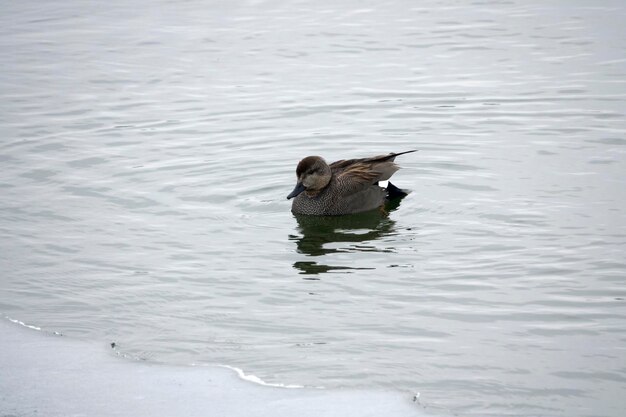 Duck swimming on lake