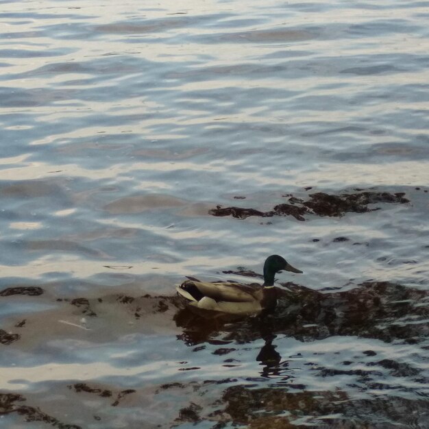 Duck swimming in a lake