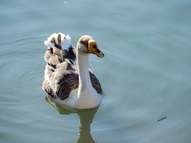 Foto anatra che nuota nel lago