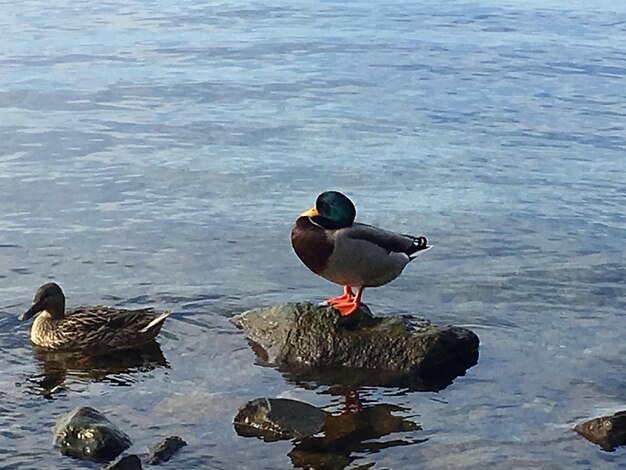 Duck swimming on lake