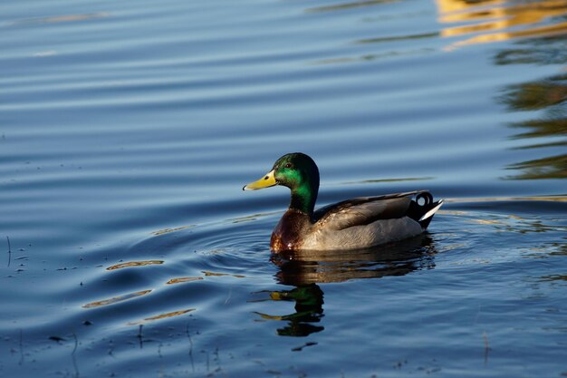 Photo duck swimming in lake