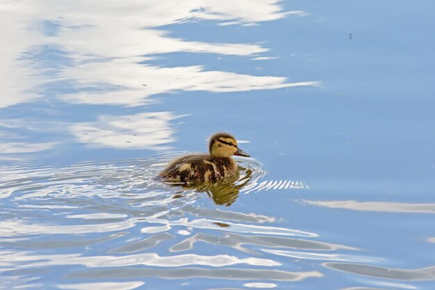 Foto anatra che nuota in un lago