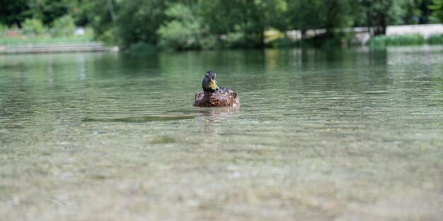 Duck swimming in a lake