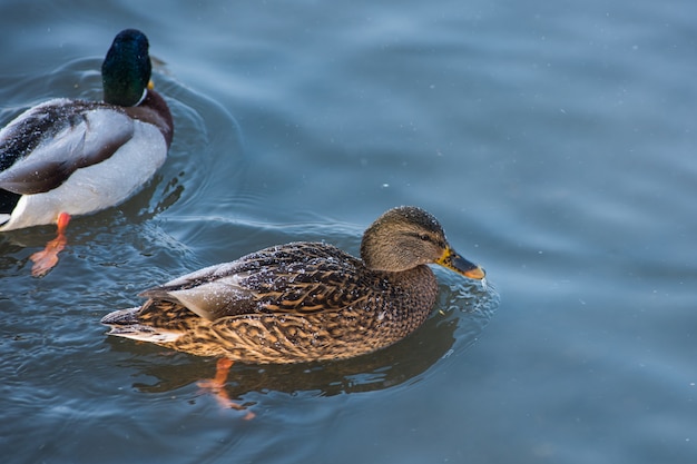 Duck swimming in lake