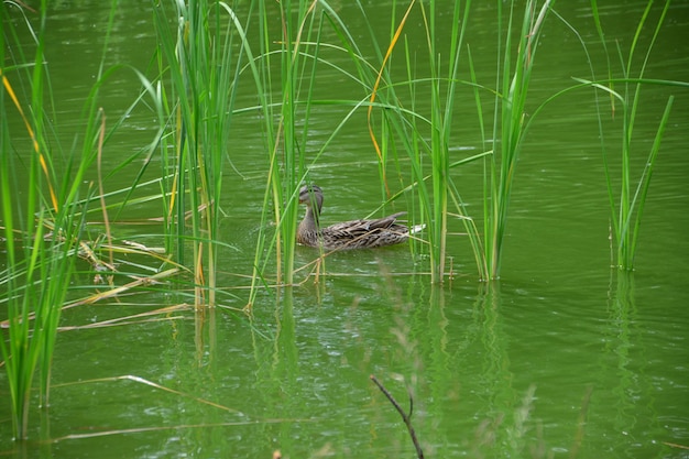 池で泳いで葦に隠れるアヒル