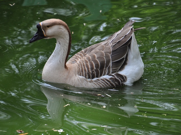 池で泳ぐアヒル