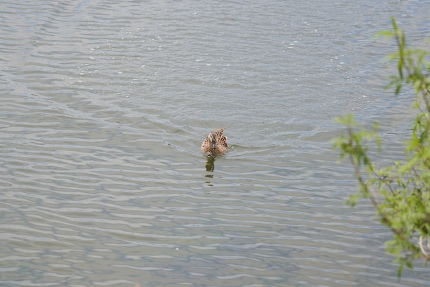 Duck swimming relaxed in a pond in a park