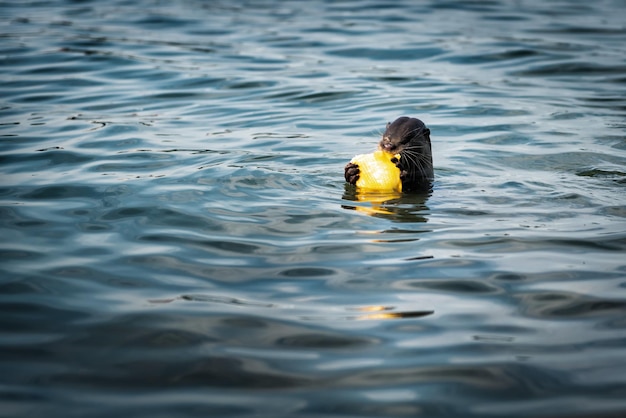 Photo duck swimming in sea