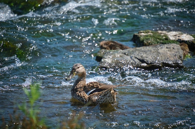 Duck swimming in stormy river on sunny day