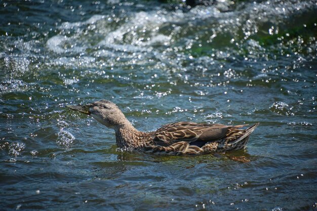 Duck swimming in stormy river on sunny day