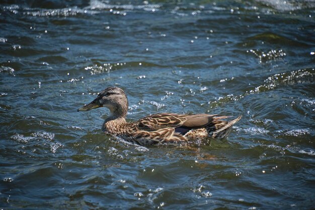 Duck swimming in stormy river on sunny day