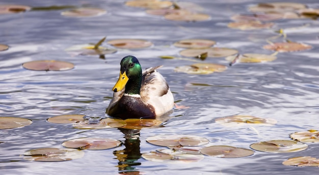 Duck swimming in water Sunny Day