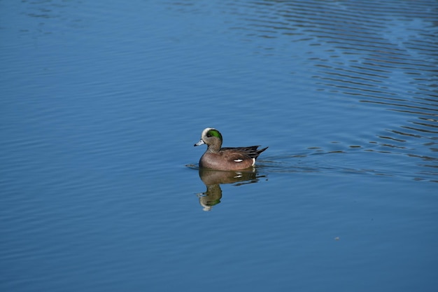 Photo duck swimming in water