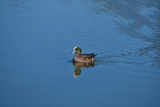 Duck swimming in water