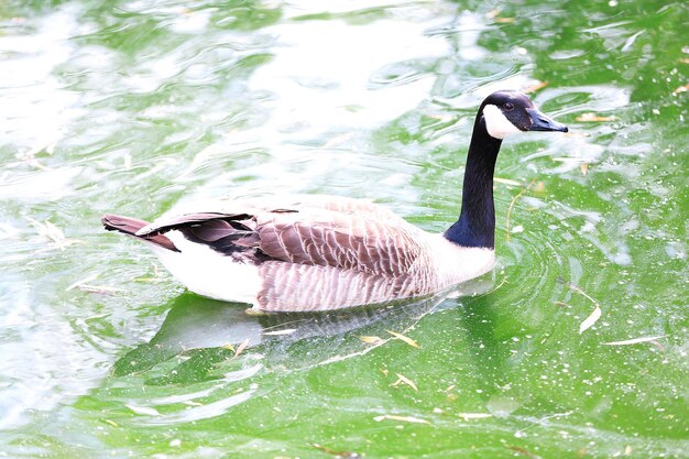 水中で泳ぐアヒル