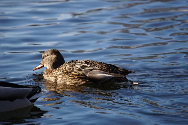 Duck swimming in water