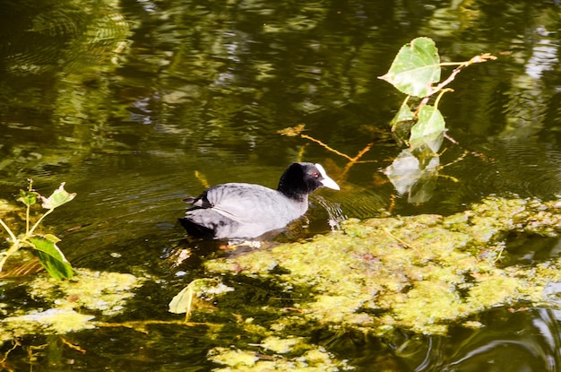 Photo duck swimming