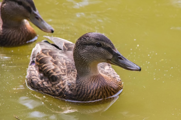 Duck swims in dirty green water on a river