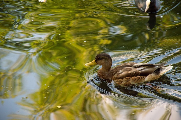 The duck swims on the lake and cools its paws