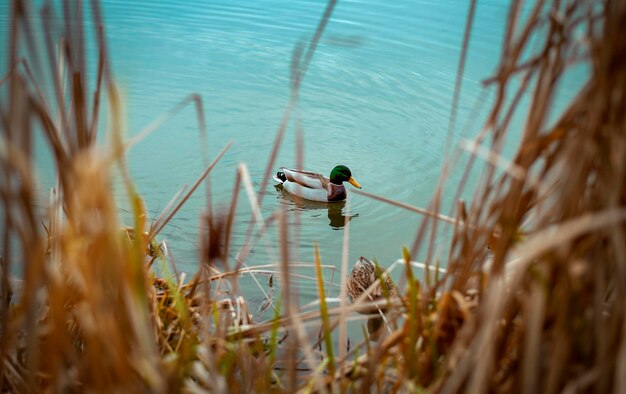 The duck swims in the lake. Nature.