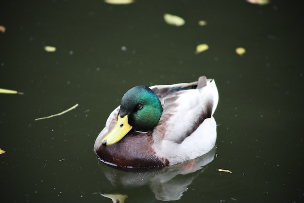 Foto anatra nuota sul lago