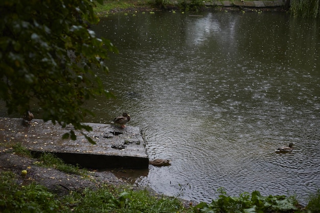 雨の中、公園の池で泳ぐアヒル