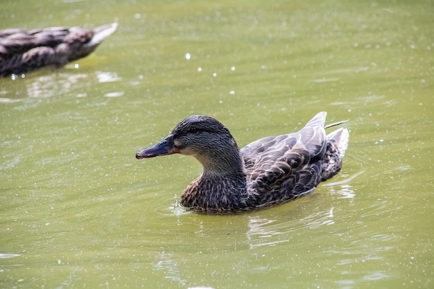 Duck swims in water on a river