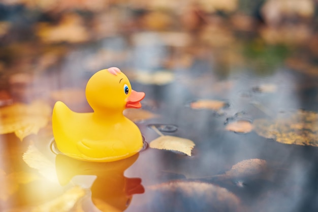 Duck toy in a puddle with leaves