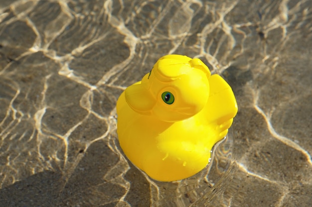 Duck of toy in the swimming pool