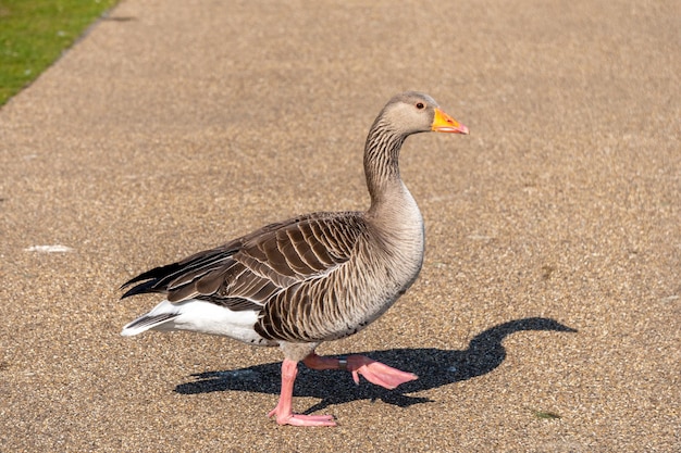 Duck wake around lake