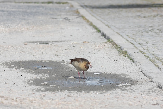 A duck walking on the path leans towards the puddle