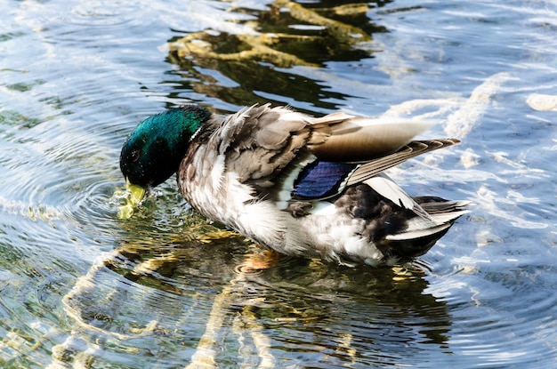 ジローナのバニョラス池の水にアヒル。