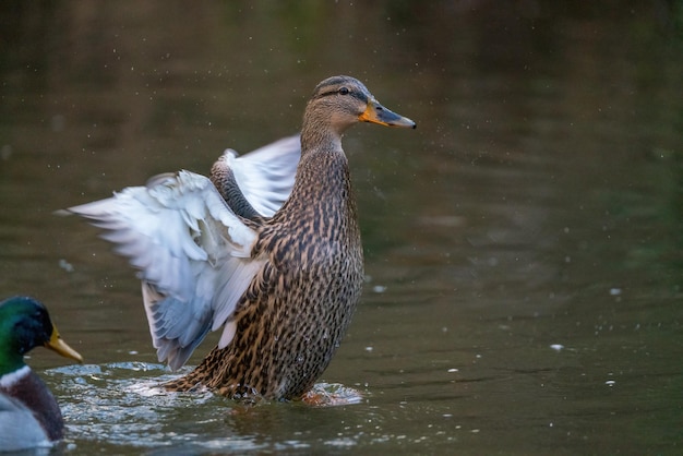 Photo duck in the water flapping and waving on the river