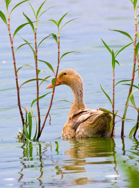 Duck in the water in its natural habitat