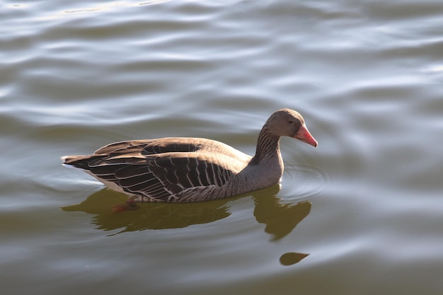 A duck in the water