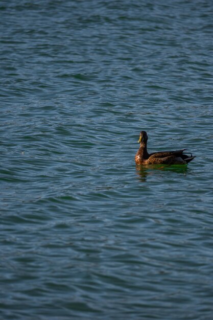 A duck in the water