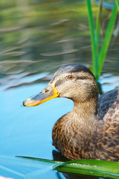 Anatra sull'acqua