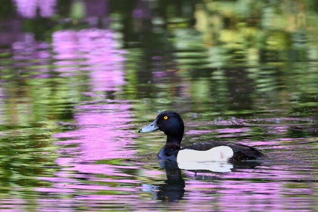 duck on the water