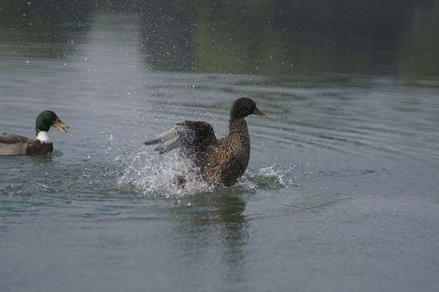 duck in water