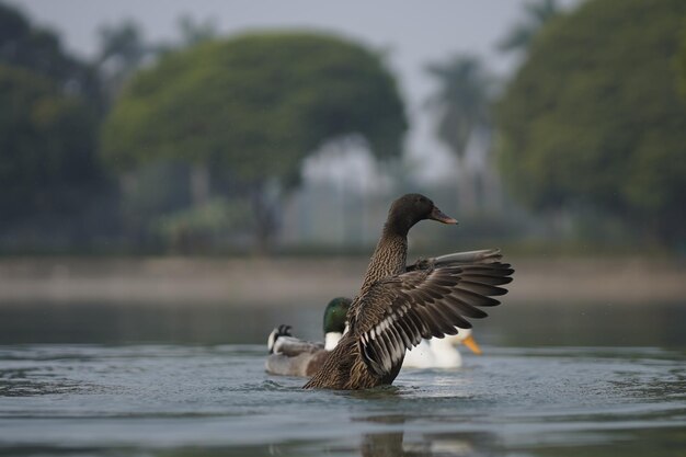 duck in water