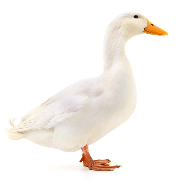 Photo duck on white