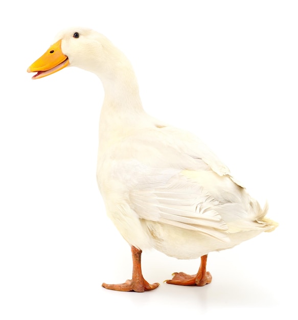 Photo duck on white