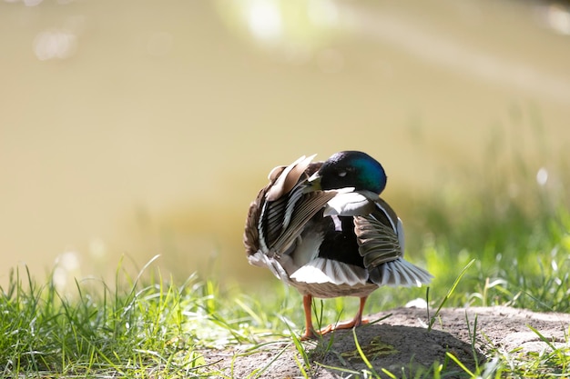 A duck with a black head and white feathers is standing on a rock in the grass.