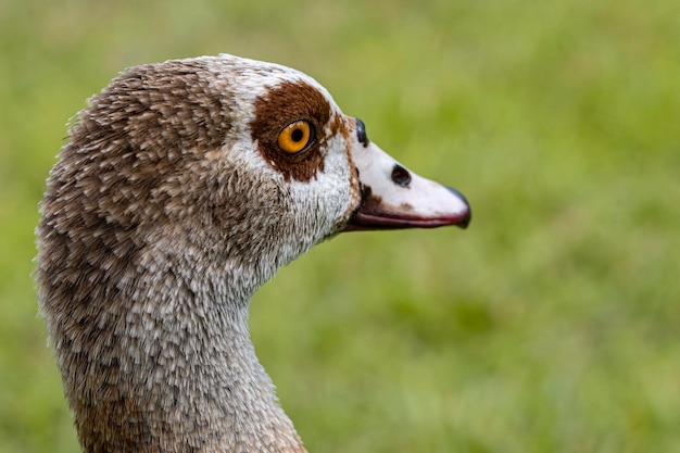 A duck with a brown patch around its beak is looking to the right.