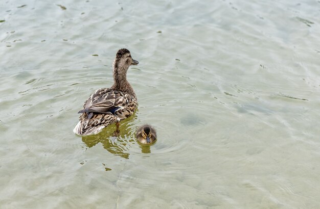 A duck with an duckling sails on the river